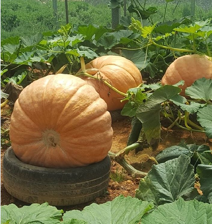 Hạt giống bí đỏ khổng lồ  - Gói 5 hạt