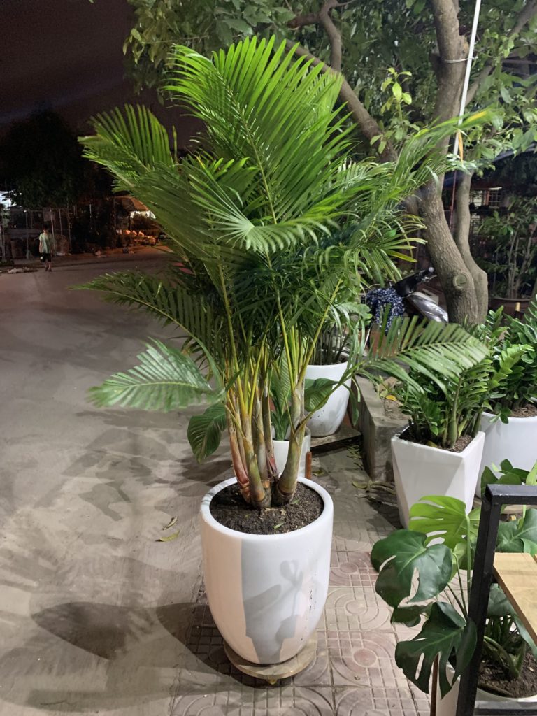 CAU LỤA VÀNG ( CÂY CAU NHẬT ), CHẬU CÂY ĐẸP THANH LỌC KHÔNG KHÍ