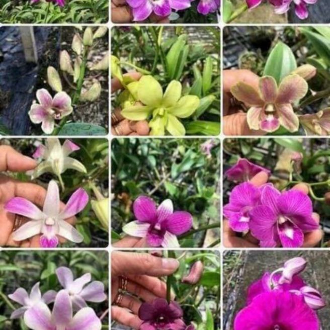 DENRO CÂY GIỐNG NHIỀU MÀU
