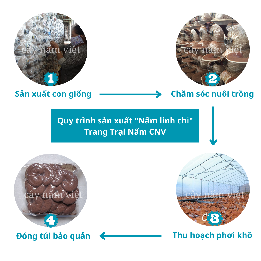 Nấm linh chi đỏ cao cấp CNV 250g (Xích chi Việt Nam)