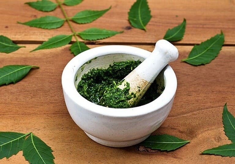 Củ giống cây đại tướng quân (cây NÁNG TRẮNG)