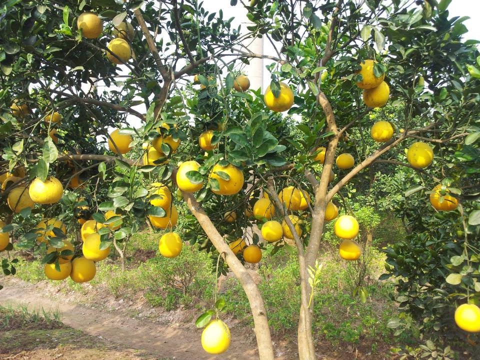 CÂY GIỐNG BƯỞI ĐỎ TÂN LẠC