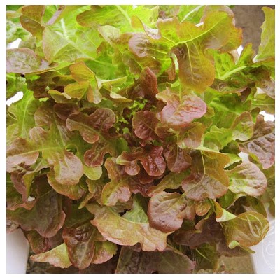 [Seeds] Hạt giống xà lách Oakleaf, đóng gói 2gr (khoảng 1000 hạt)