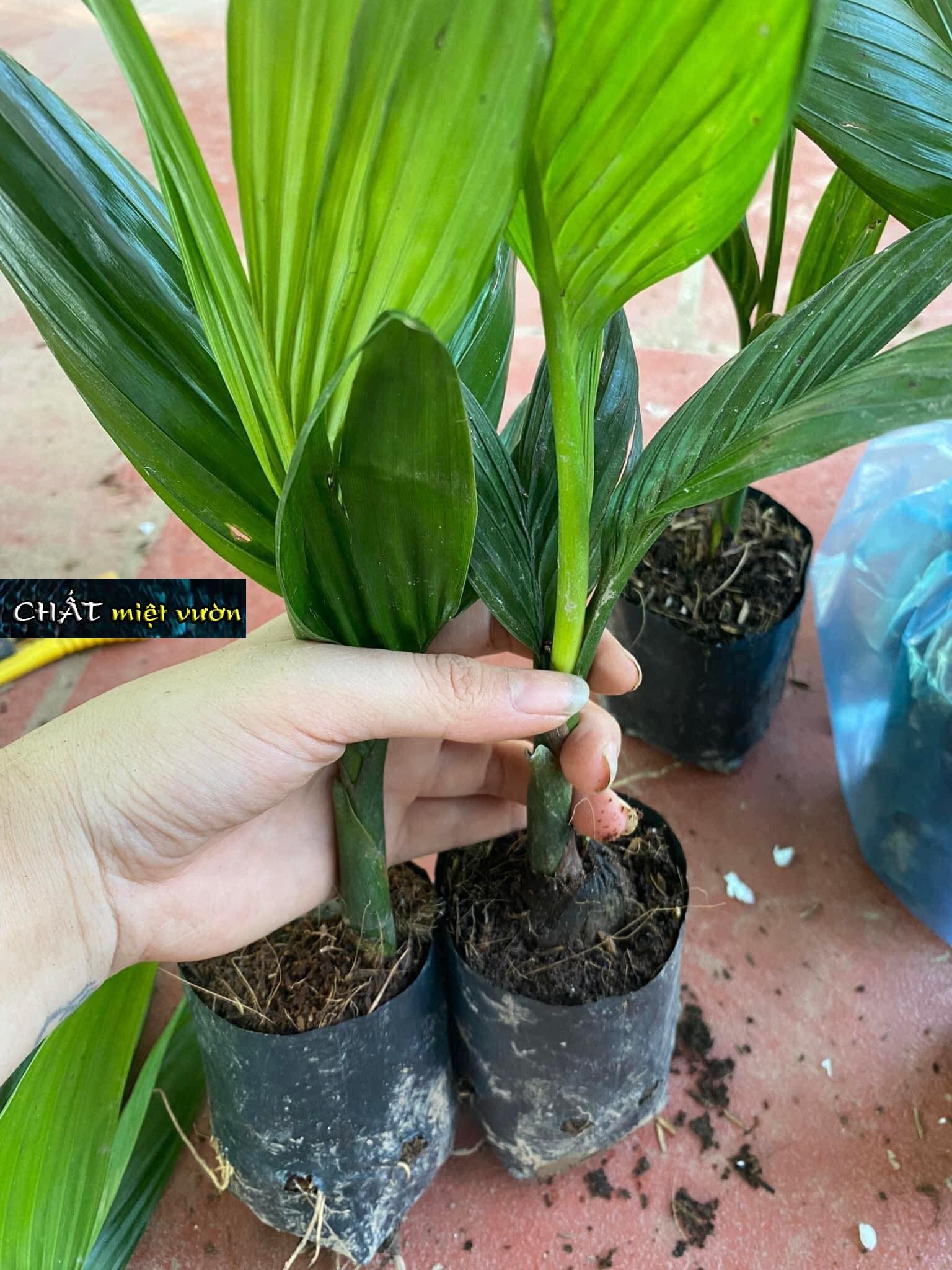 Cây cau ăn trầu giống (cao 25-30cm)