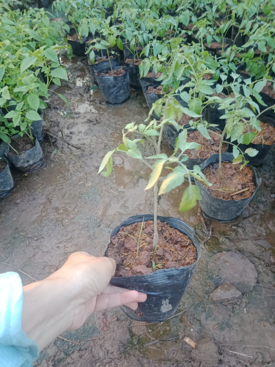 CÂY CÀ CHUA BI LÙN ĐANG CÓ HOA