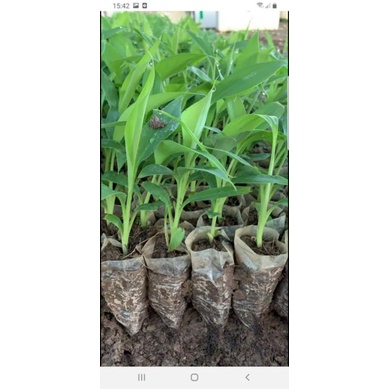 Cây chuối cảnh mini (siêu tốt)