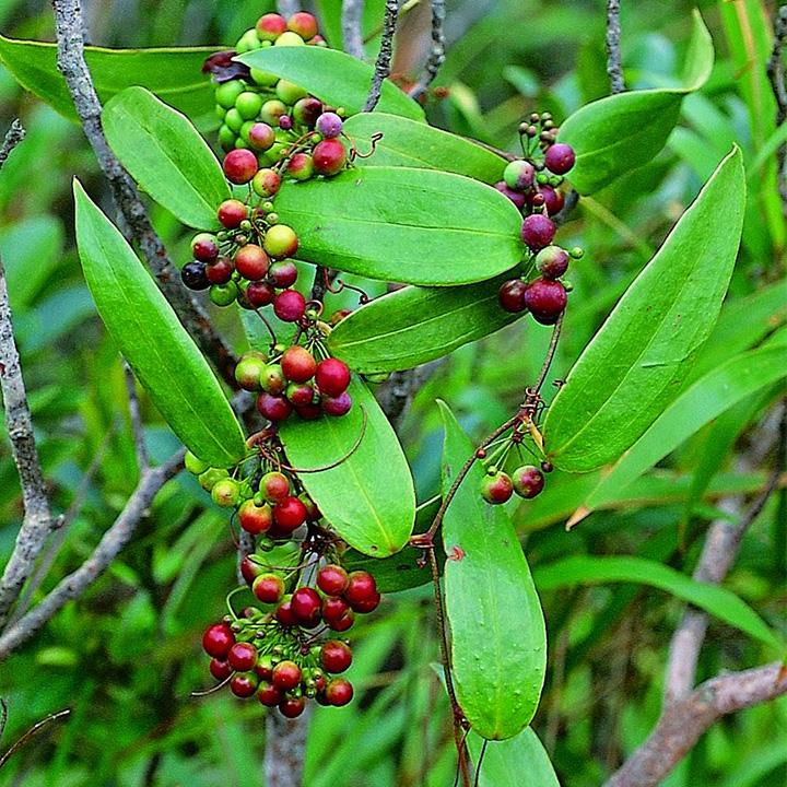 thổ phục linh khô 1kg