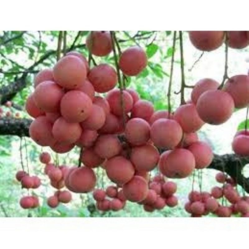 Cây dâu da đất giống chuẩn f1