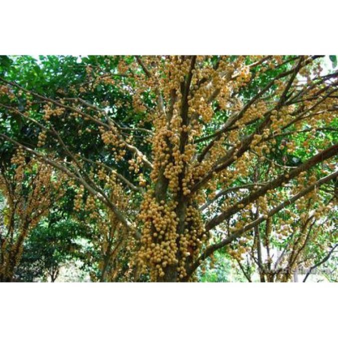 Cây giống bòn bon siêu ngon siêu quả- cam kêt giống chuẩn f1