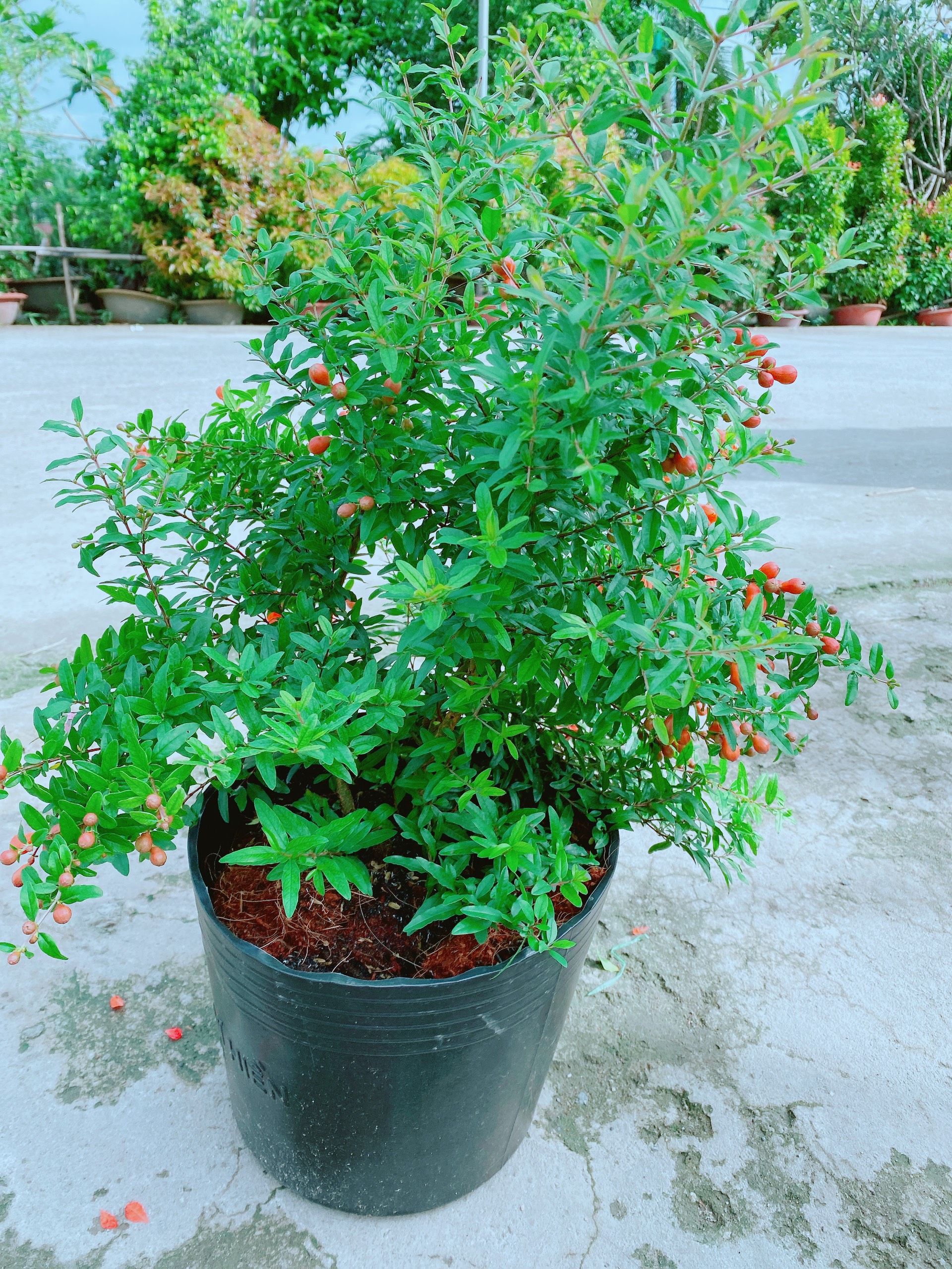 Cây Lựu Lùn Giống Cho Sai Trái Có Sẵn Hoa Như Hình