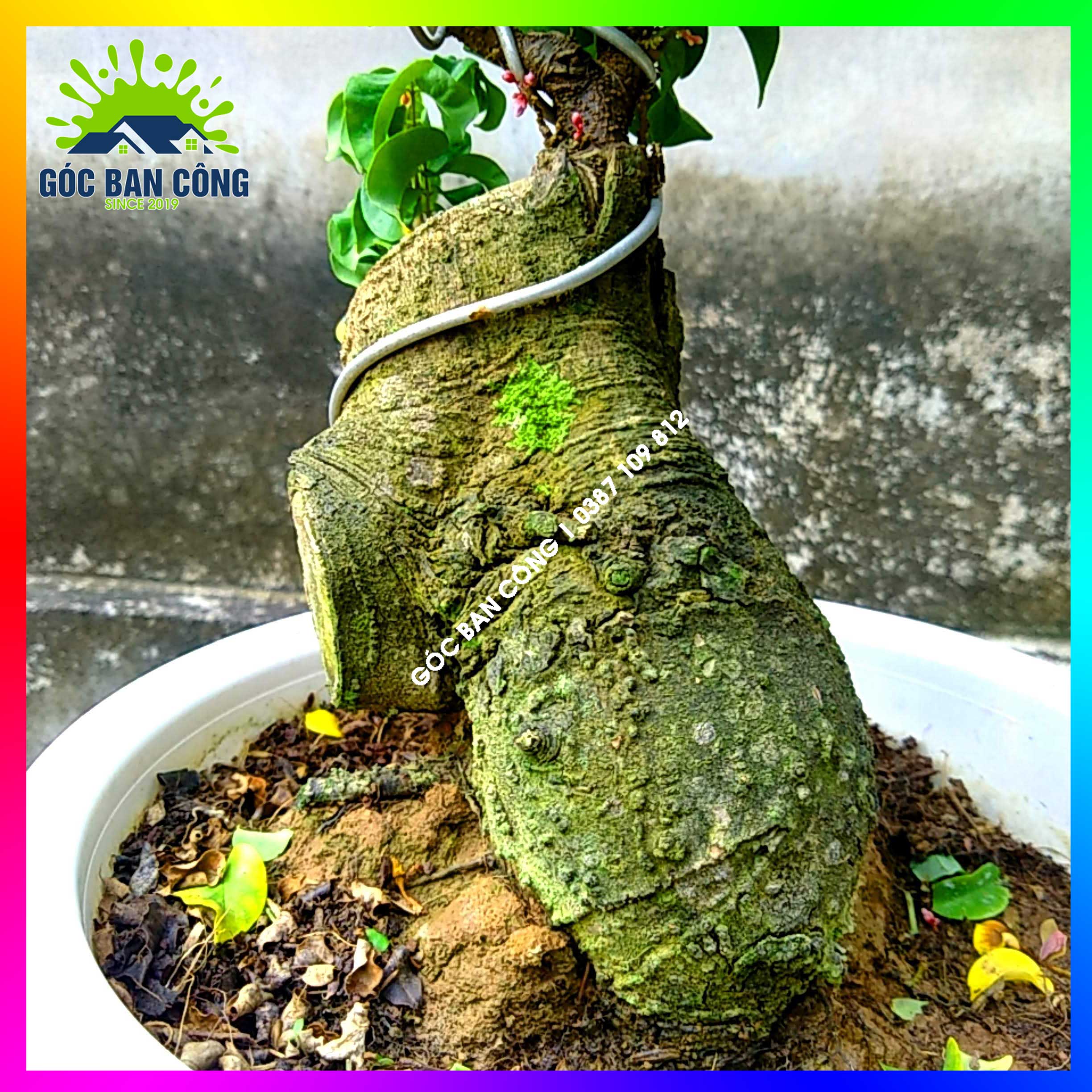 Cây Khế Bonsai Mini Gốc Quái - KBS09