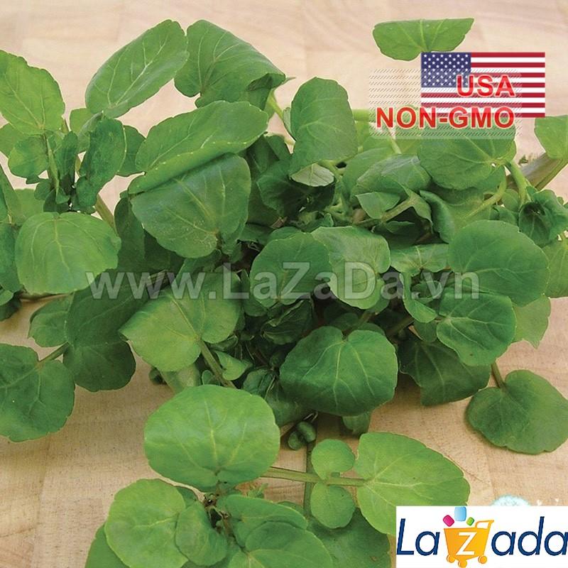1Gr Hạt Giống Rau Arugula (B1.303| C18*W50*M158)