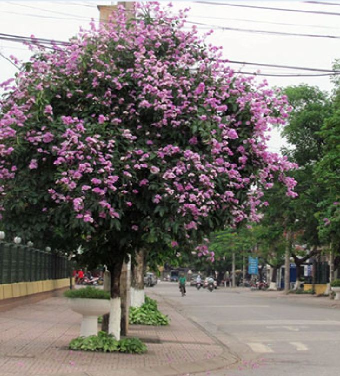 Hạt Giống Hoa Bằng Lăng Tím - Gói 30 Hạt - ( TẶNG gói kích thích hỗ trợ hạt nảy mầm)