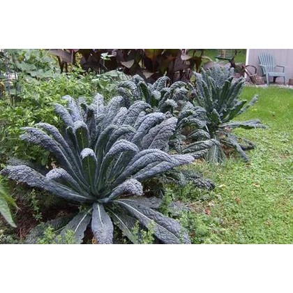 300 H - Hạt Giống Cải Kale Chịu Nhiệt Laci Ý