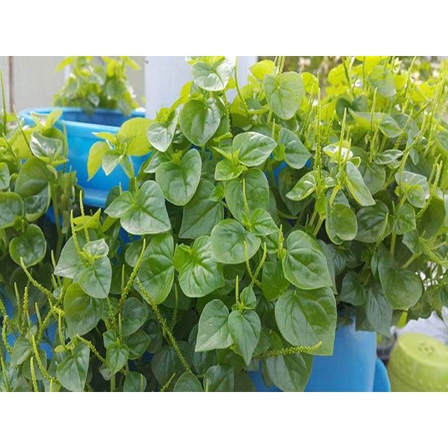 #Hạt giống rau càng cua 100 hạt