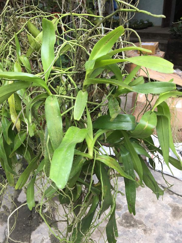 Lan giáng hương tam bảo sắc