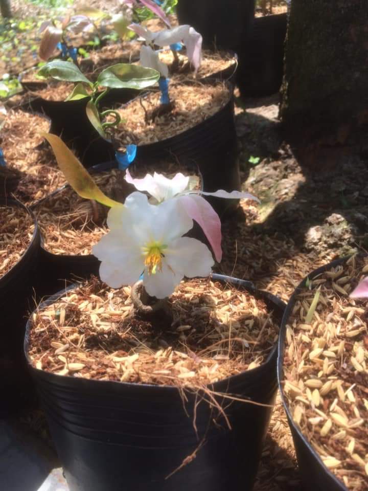 Bạch Mai ( Mai Trắng )