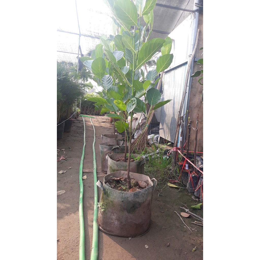 Cây mít thái choai cao từ 1m-1,3m cho quả ăn ngay giống siêu khỏe, năng suất cao.