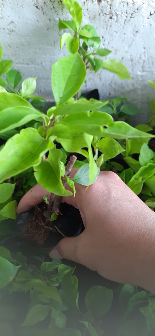 CÂY BẦU CON GIỐNG BÔNG GIẤY ĐỎ LỬA