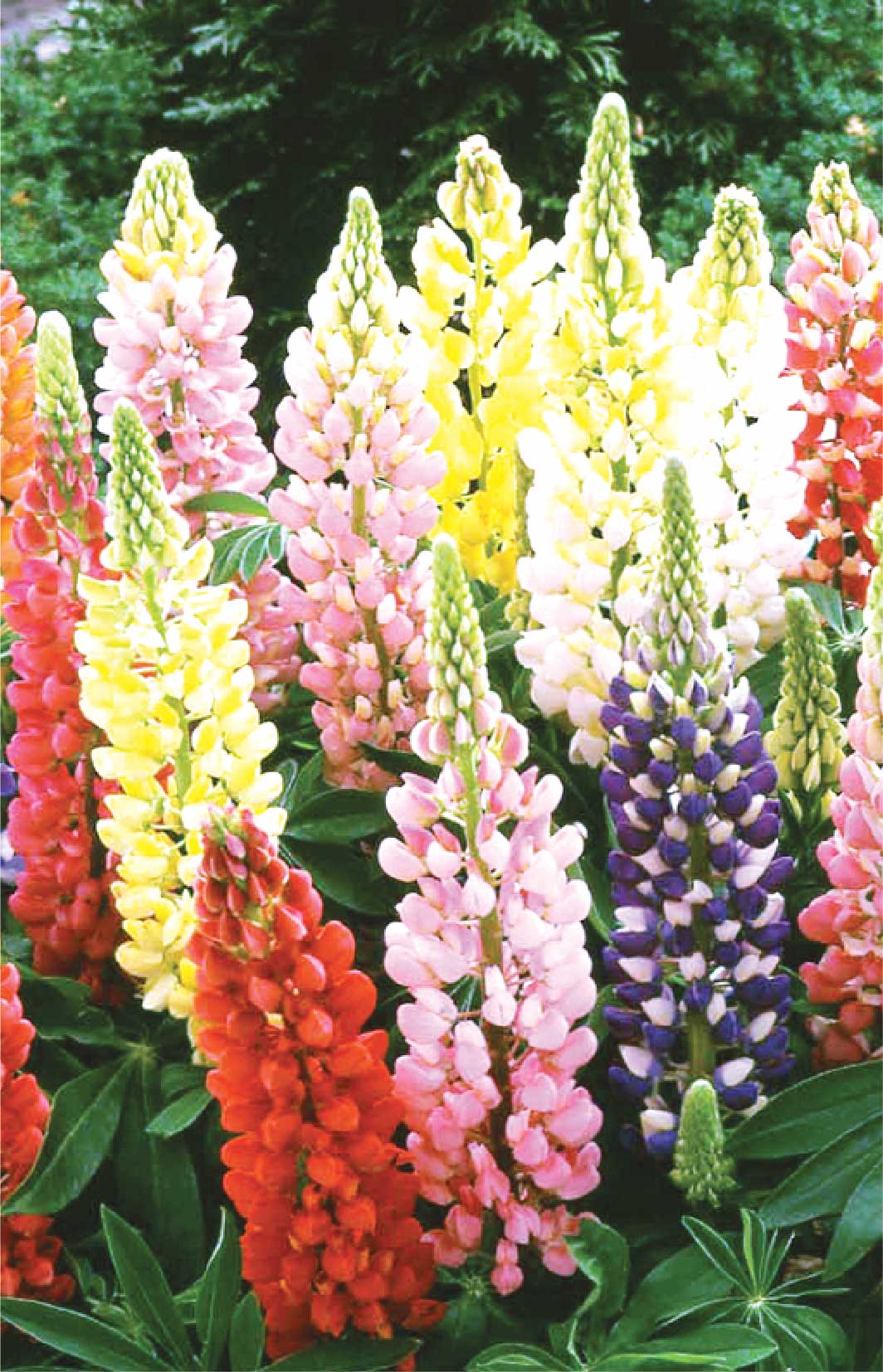 Gói 50 hạt giống đậu lupin