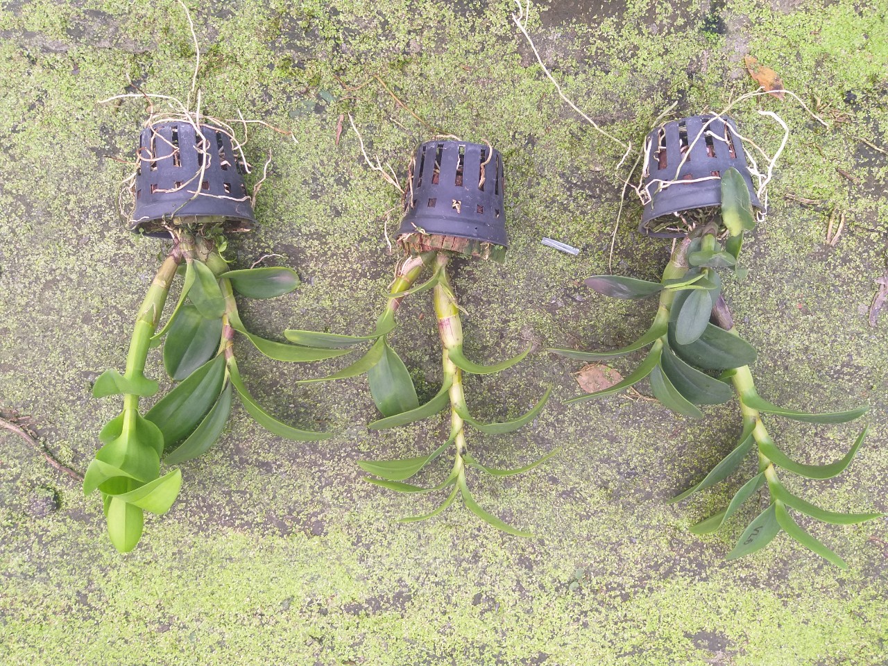 Denro Vàng Lưỡi Đỏ