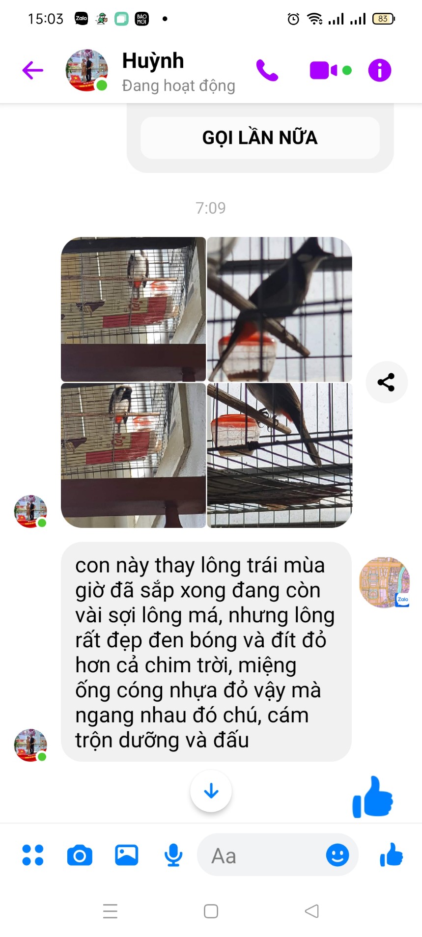 kích đỏ cho chào mào