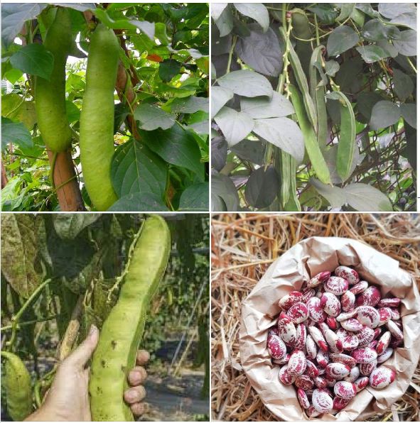 Hạt giống đậu ngự gói 10 hạt - tghg