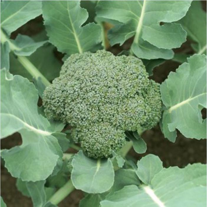 Hạt giống Súp lơ xanh – 0.2Gram/Gói - VTNN2
