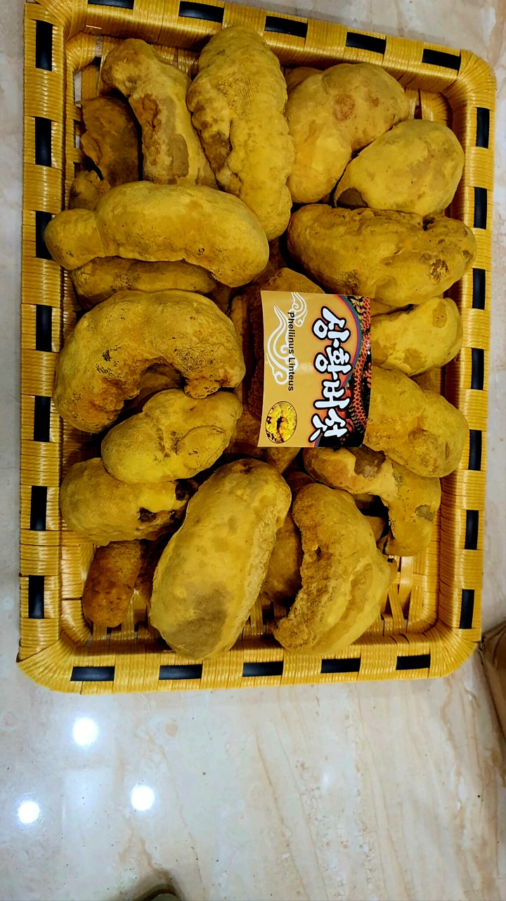 Nấm thượng hoàng Hàn Quốc. 0.5kg