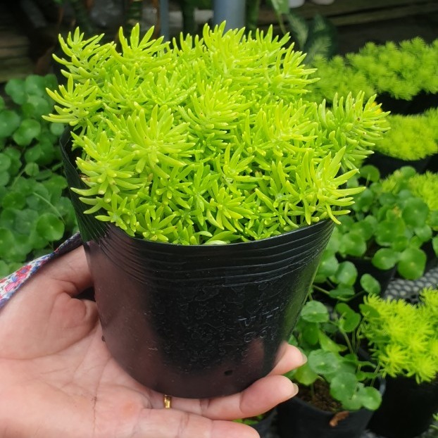 [TẶNG PHÂN BÓN] Mười giờ Úc - MH: TMM1005