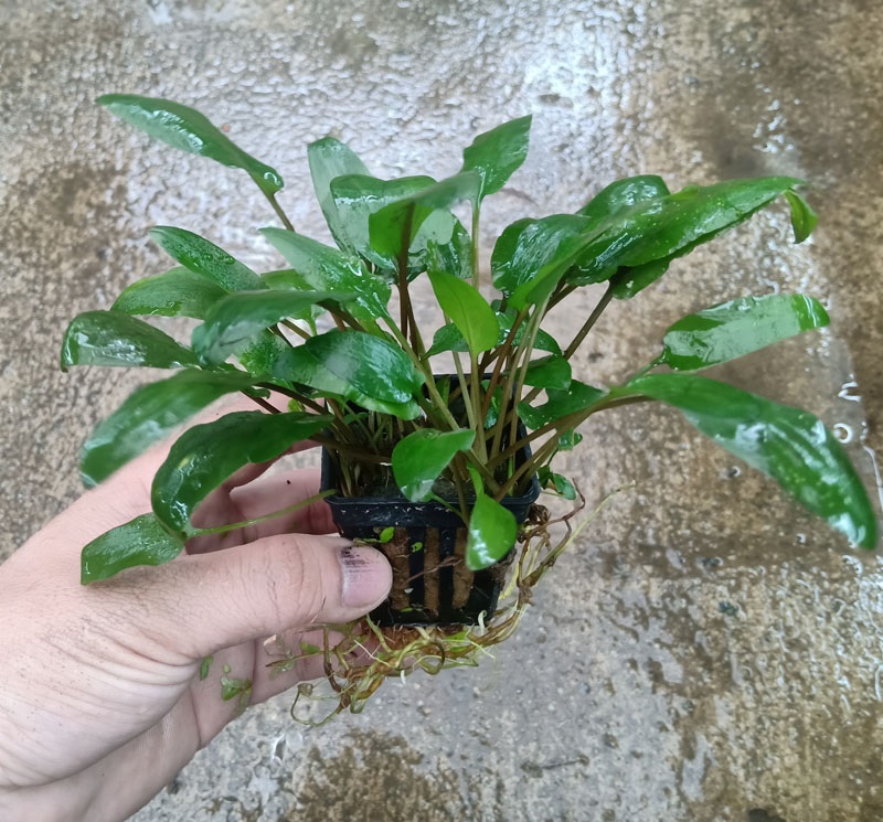 Cây Thủy Sinh Tiêu Thảo Becketiti