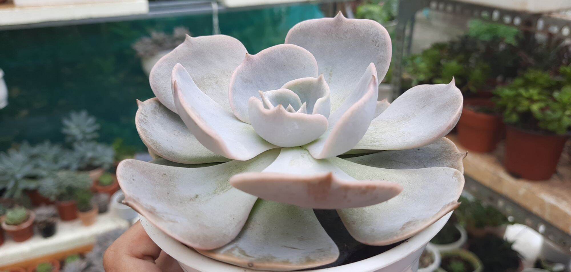 Sen đá ĐẤT HỒNG size trung