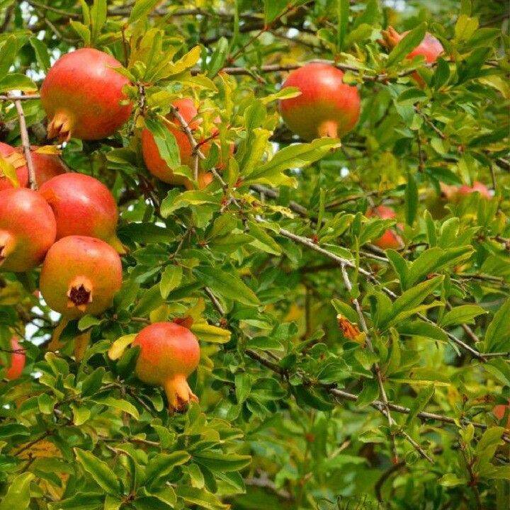 Dwarf Pomegranate Bonsai Seeds (Pack of 10 Seeds)