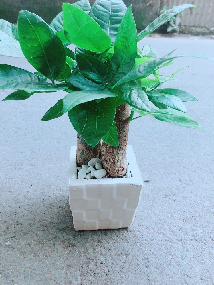 Kim Ngân 3 Thân Kèm Chậu Sứ Vuông