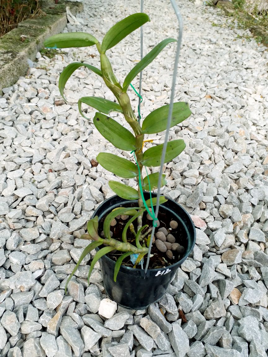1 CHẬU CÂY GIỐNG HOA LAN PHI ĐIỆP TÍM HÒA BÌNH