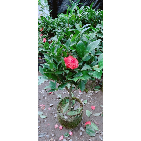 Cây Hoa Trà My Hoa Đỏ Size Nhỏ