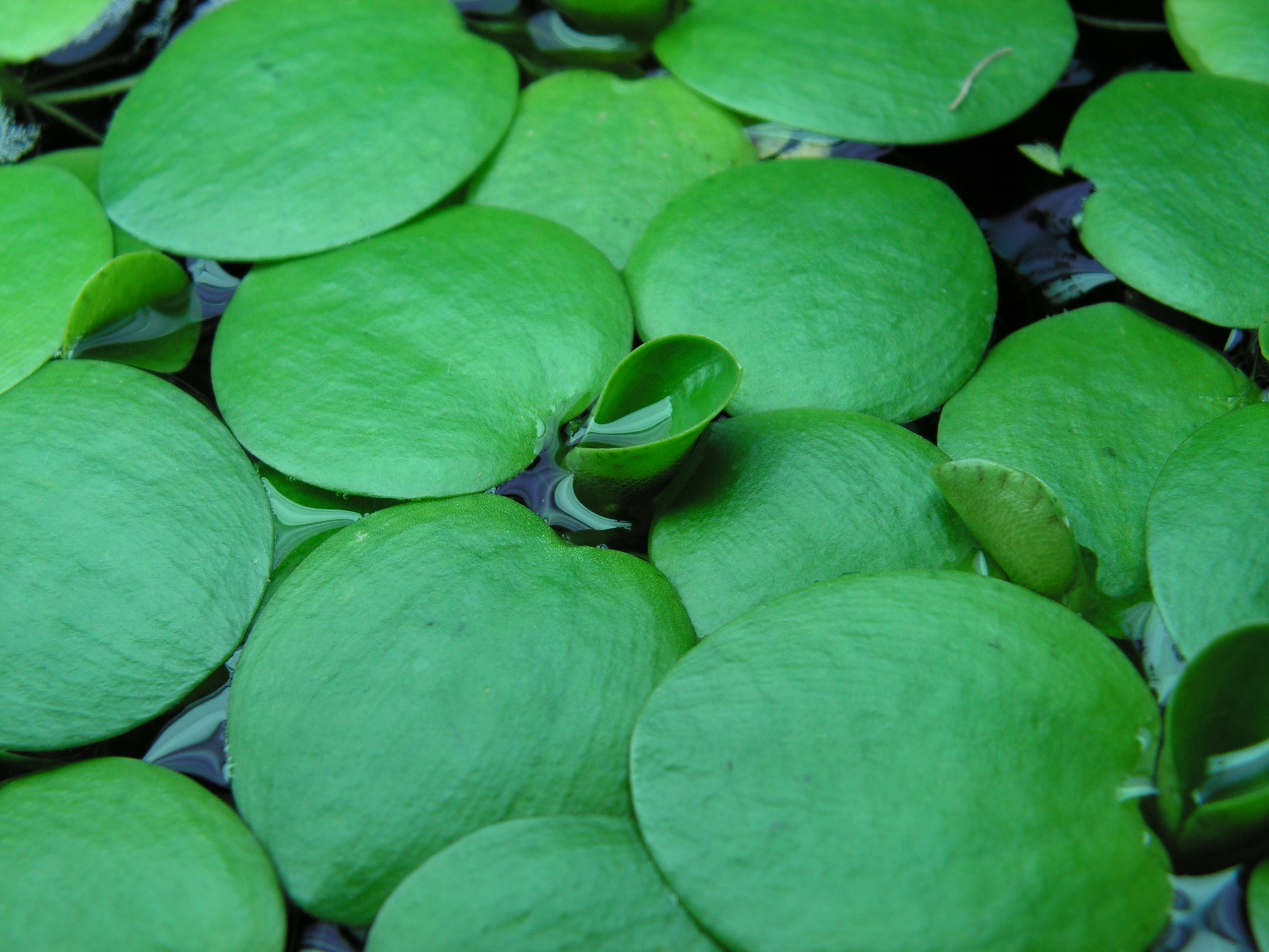 BÈO NHẬT  THUỶ SINH (15 cây)
