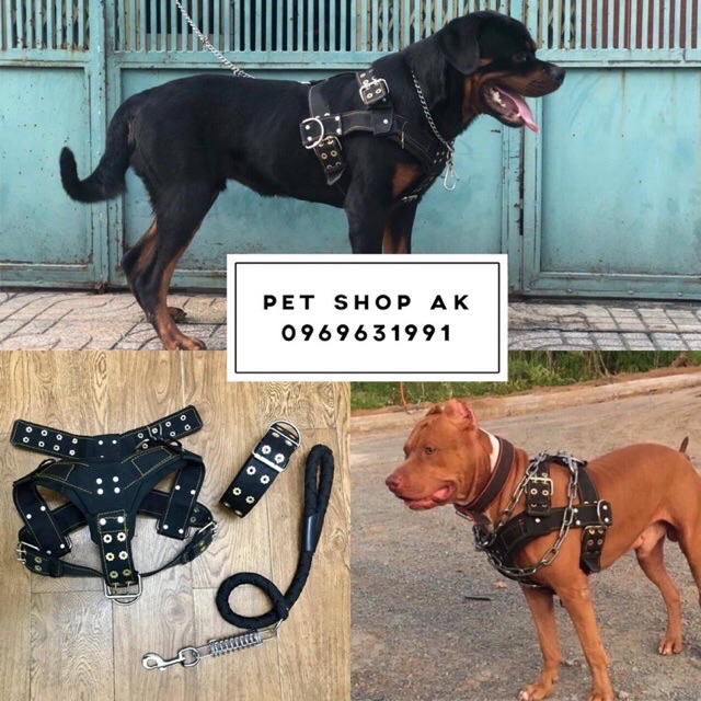 Đai yếm dắt chó/ đai yếm tập thể lực kéo cho chó vừa đại