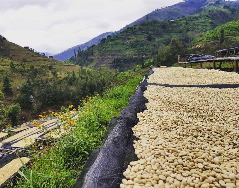 Cà phê rang mới Ethiopia Hambela Dabaye (ORGANIC certificated) 250g - cfi-coffee.com