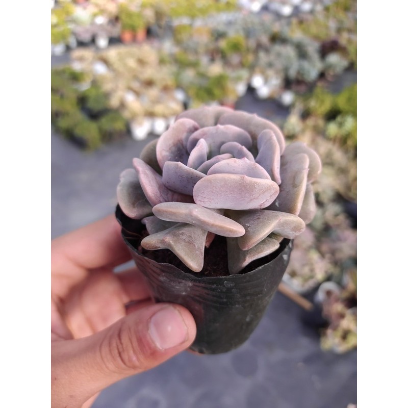 SEN ĐÁ CÚC TÍM  ĐÀ LẠT  HƯ 1 ĐỔI 1  SIÊU CUTE
