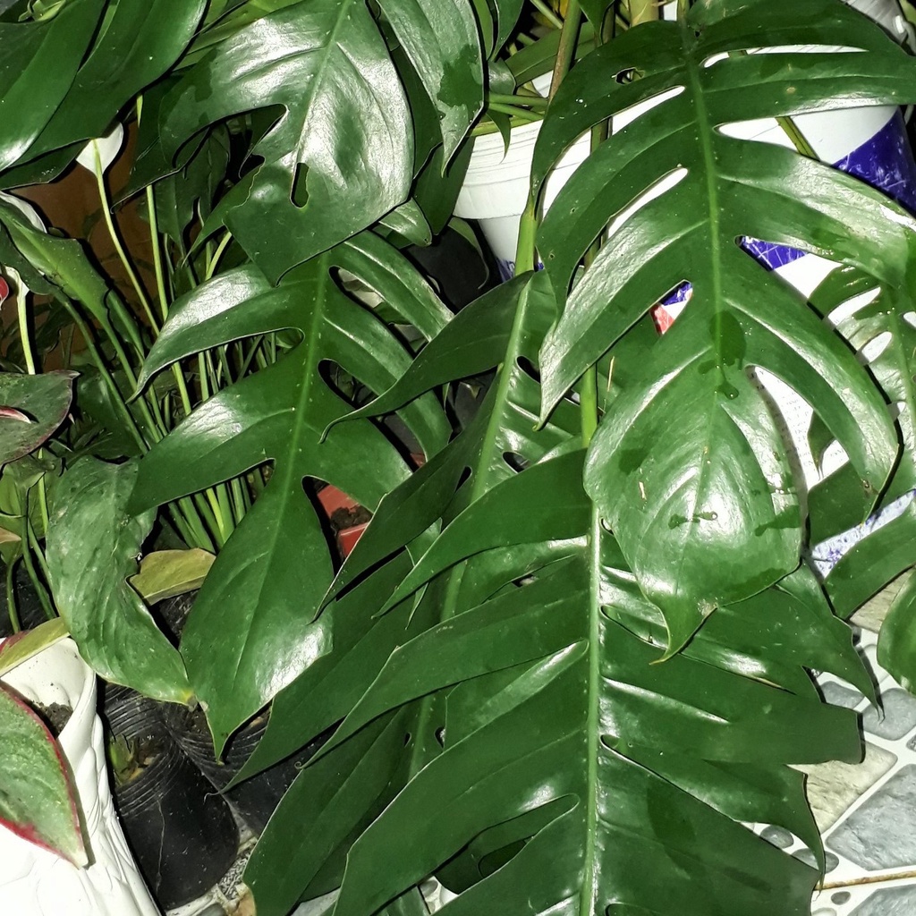 TRẦU BÀ LÁ XẺ (TRẦU BÀ NAM MỸ ,MONSTERA) Cao 60CM 683