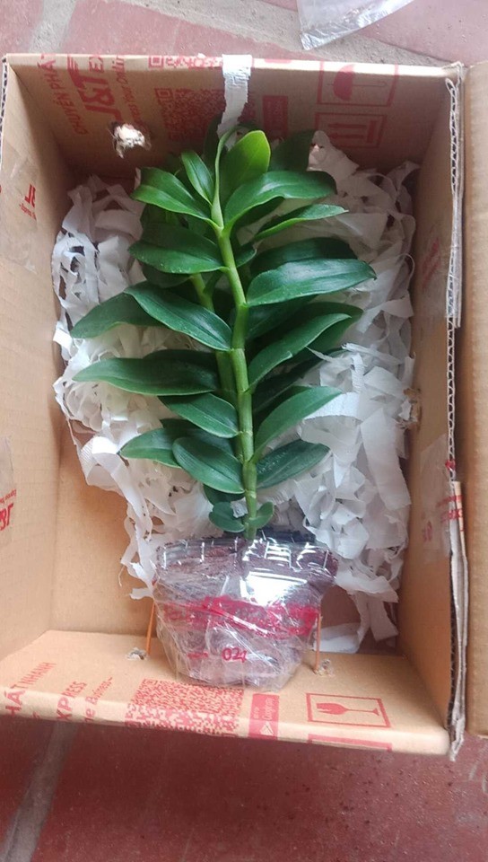 lan phi điệp 5 cánh trắng Phú Thọ cây giống