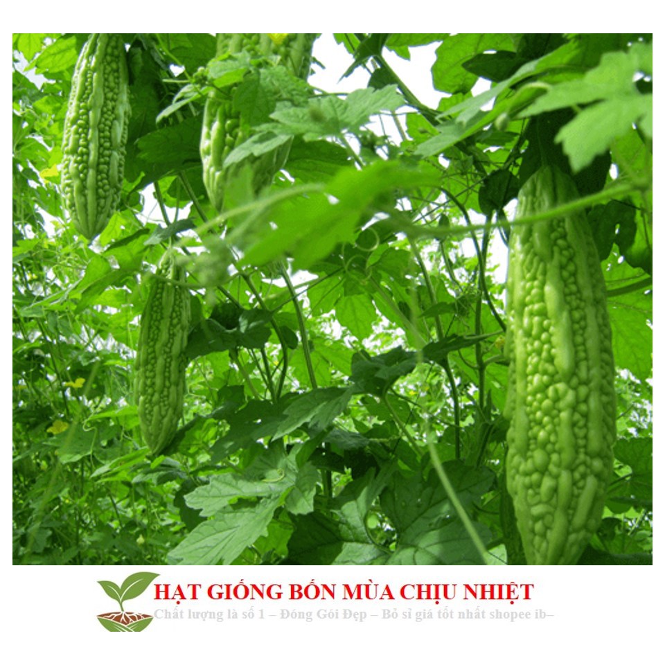 MJ34C Hạt Giông Mướp Đắng 5 Hạt