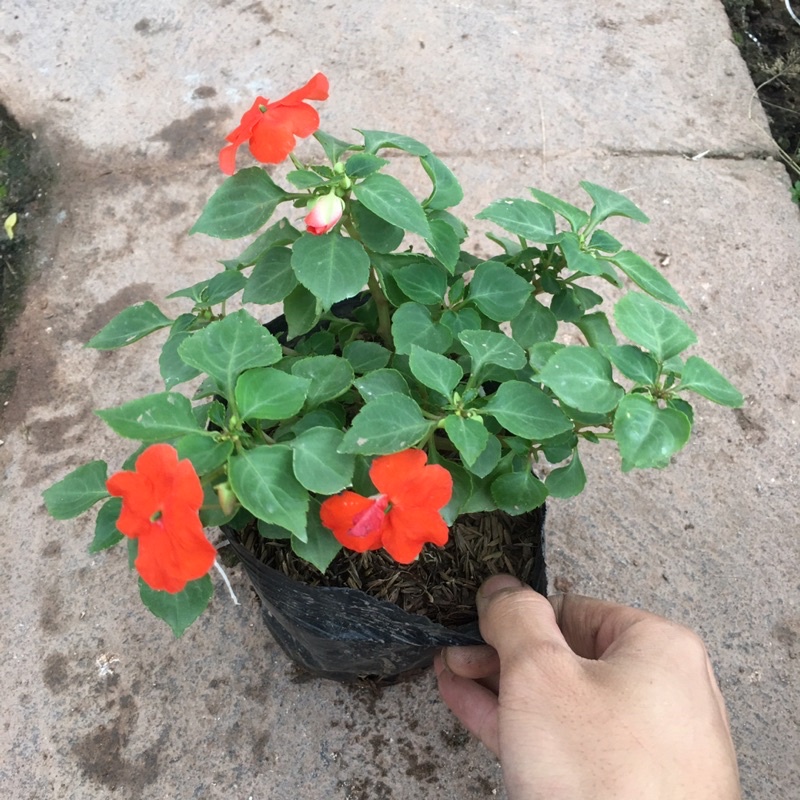 [CHỈ GIAO MIỀN BẮC] Hoa Ngọc Thảo Đơn Sẵn Nụ Và Hoa (Cây Như Ảnh)
