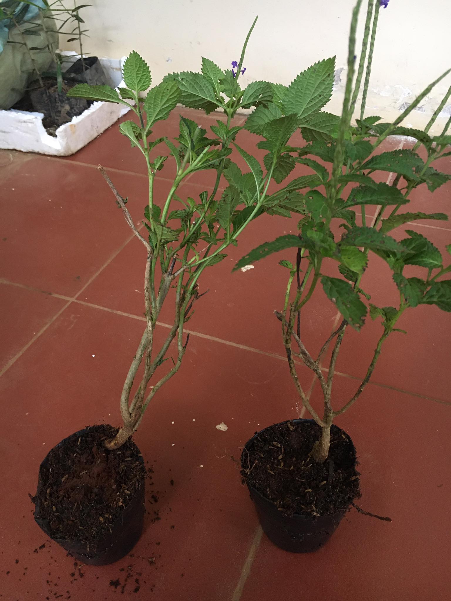 Cây giống Đuôi Chuột (mạch lạc) Cao 40-60cm Trưởng Thành