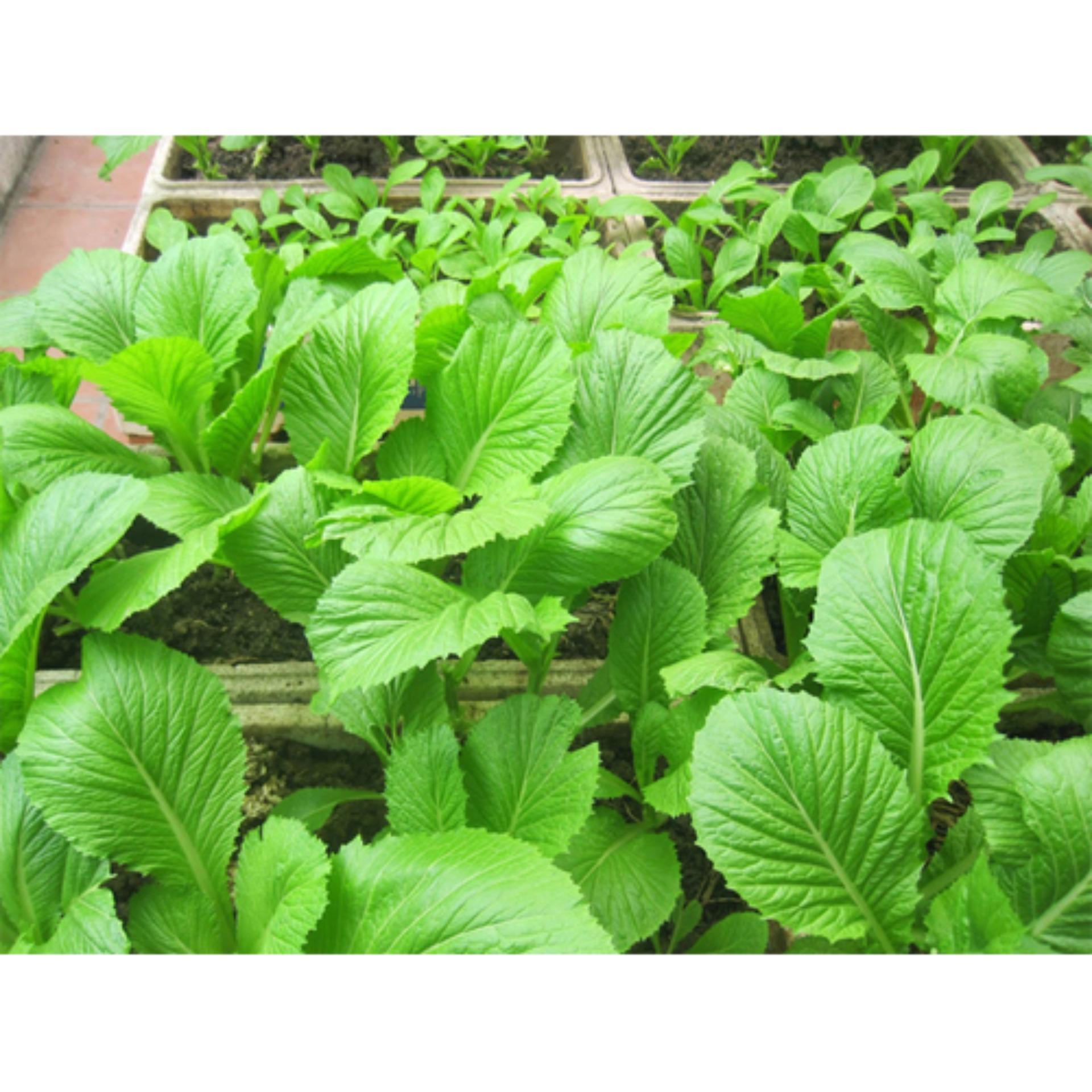 20g Hạt giống Cải bẹ xanh mỡ