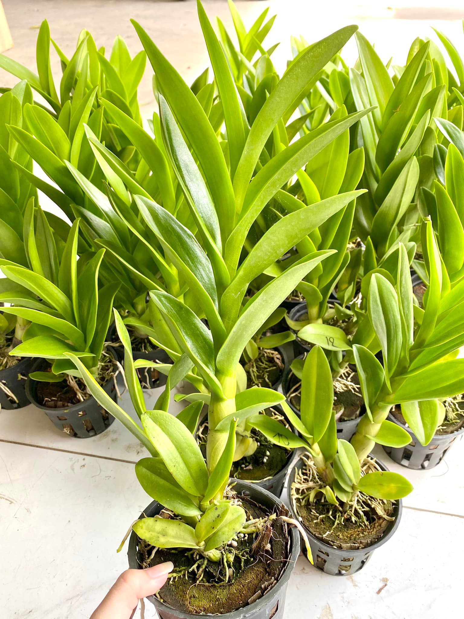 Hoa Lan Denro Rồng Xanh