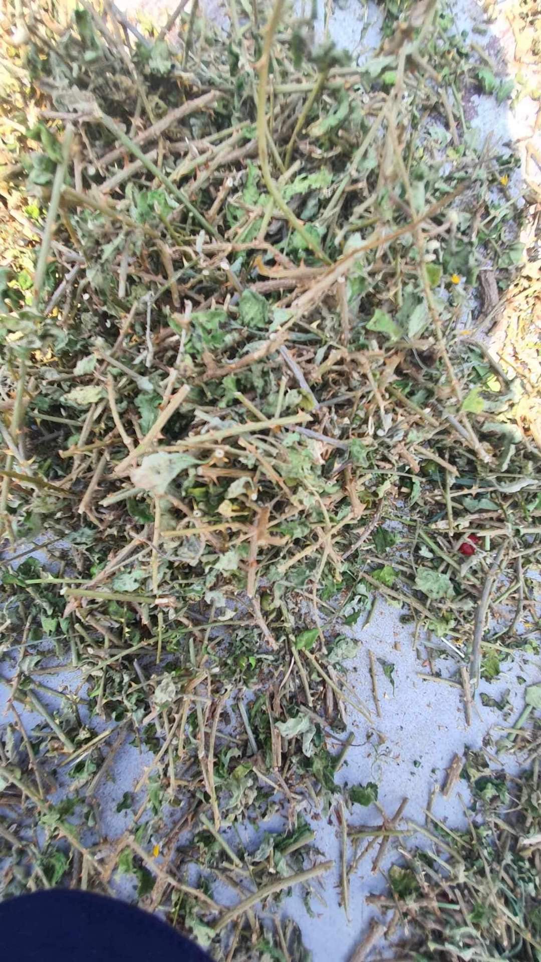 (Dược liệu khô) Cây Cà gai leo phơi khô 500g