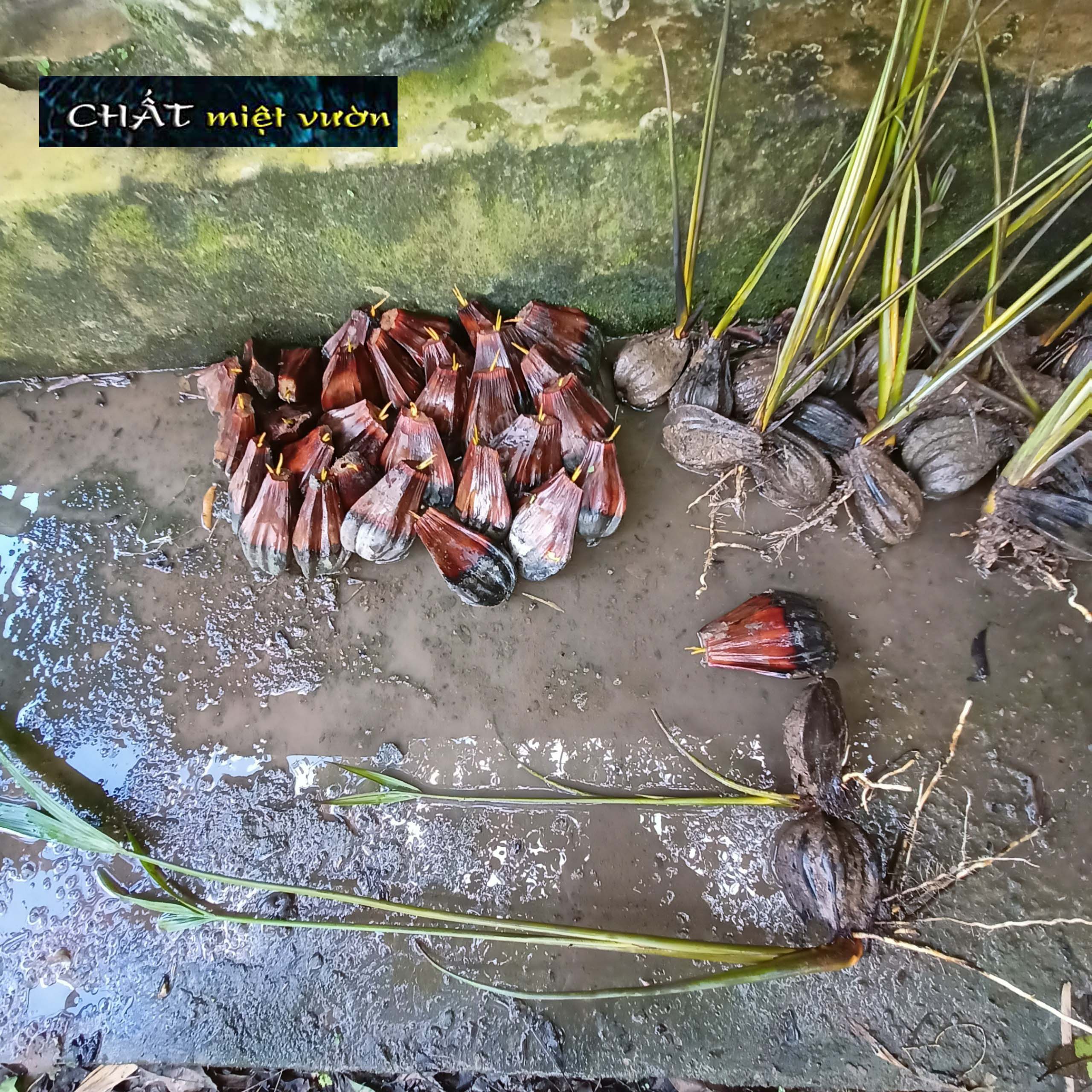 Cây dừa nước giống siêu quả - cây nhỏ