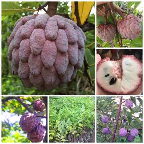 CÂY GIỐNG NA TÍM